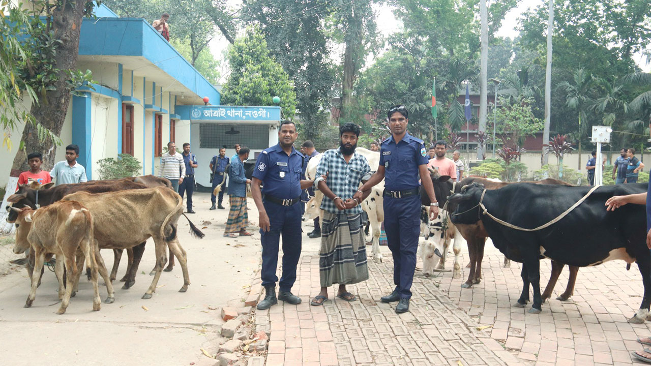 বিএনপি নেতার গোয়ালঘর থেকে ১৩টি চোরাই গরু উদ্ধার